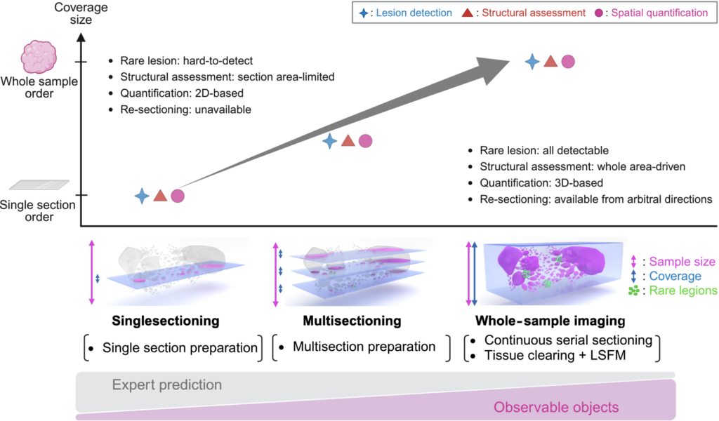 “Blueprints from plane to space: outlook of next‐generation three‐dimensional histopathology” has just been released