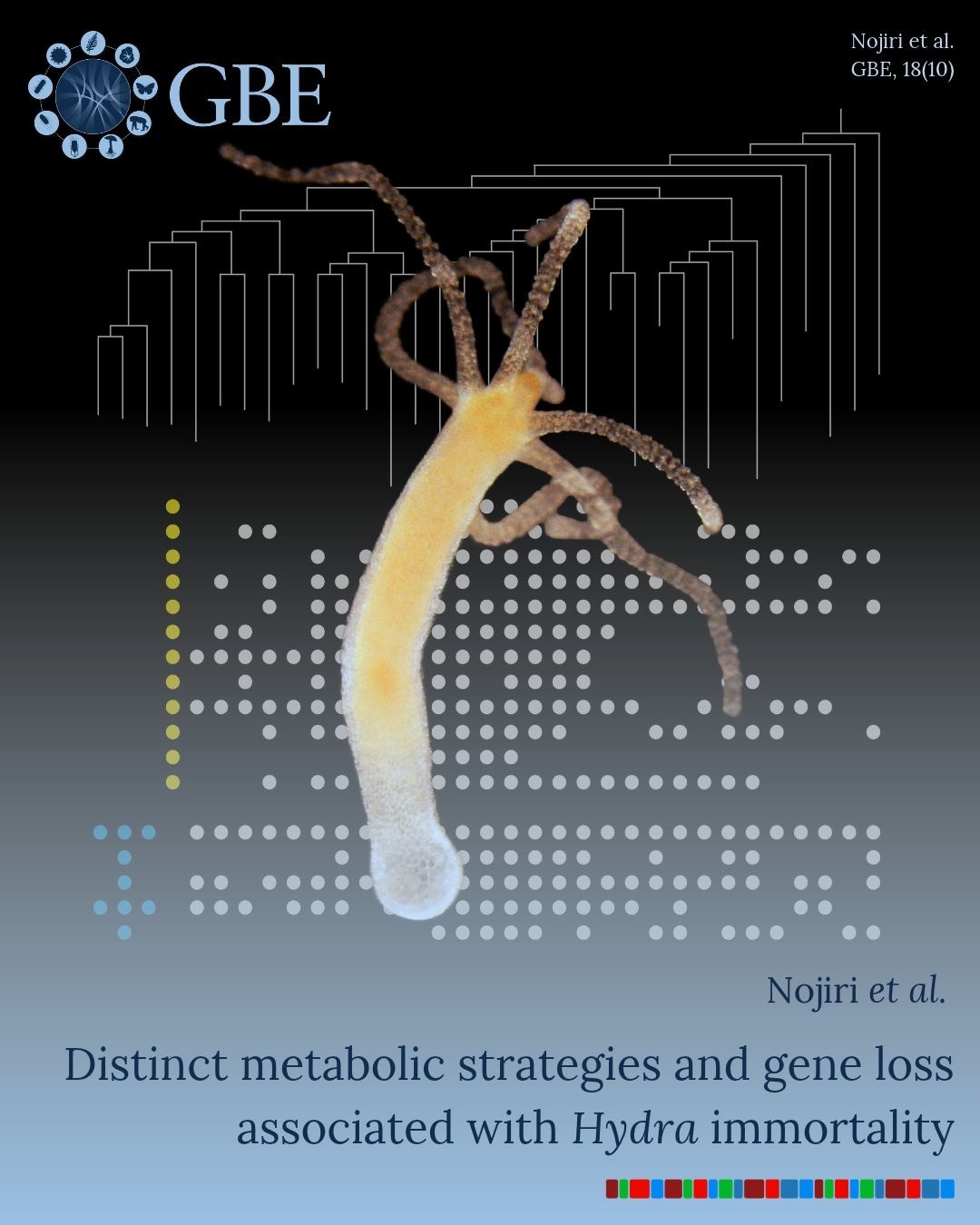 <span class="title">Hydra comparative genomics study has just published | ヒドラの比較ゲノム論文が出版されました</span>